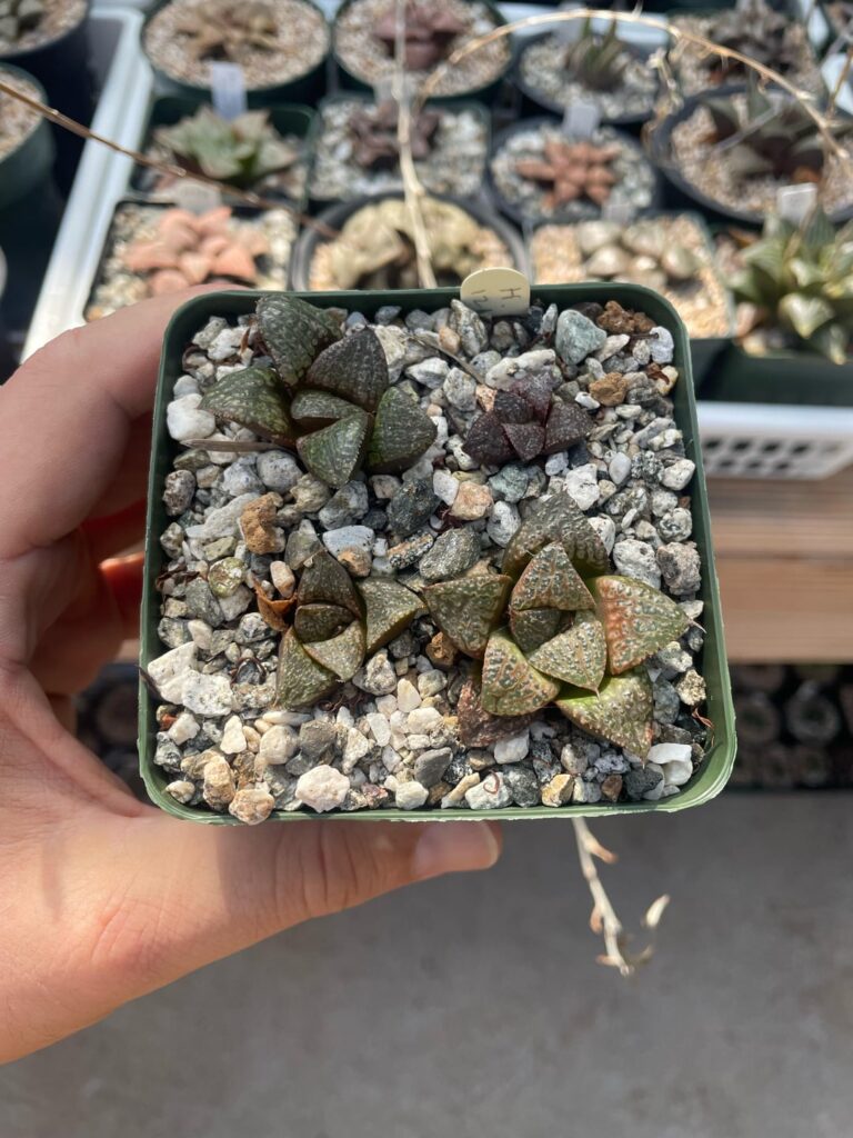 H silver wolf seedlings