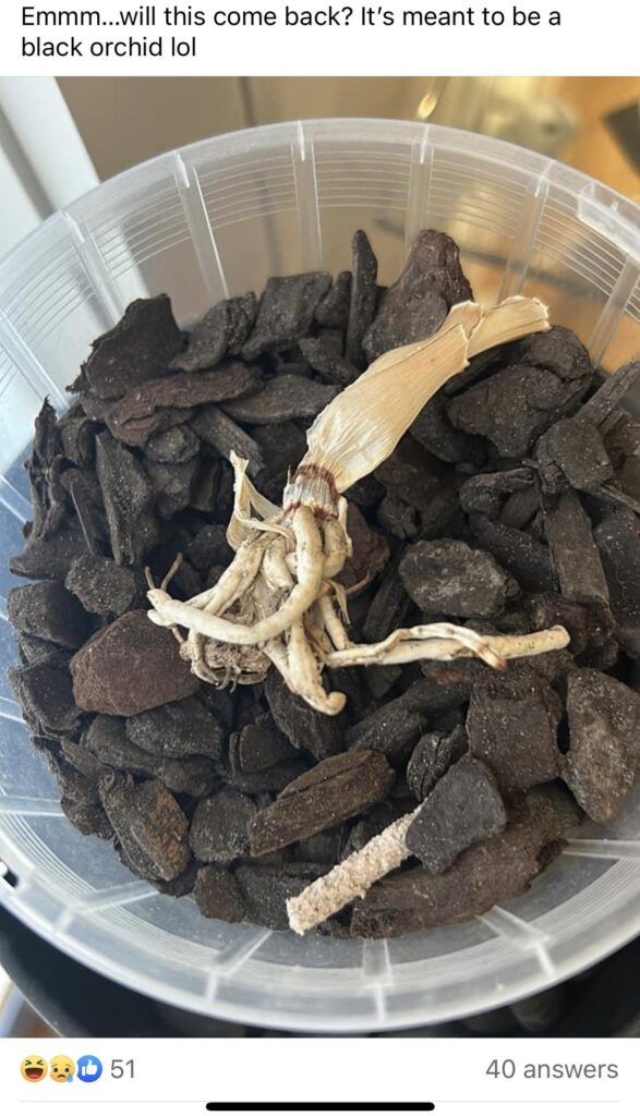 Fb (had to share!) Anyone know plant necromancy?