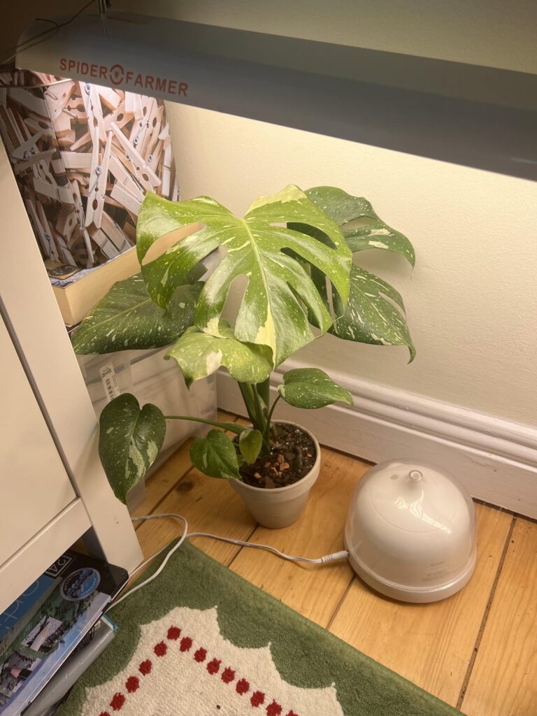 From no inner fenestrations to 6!