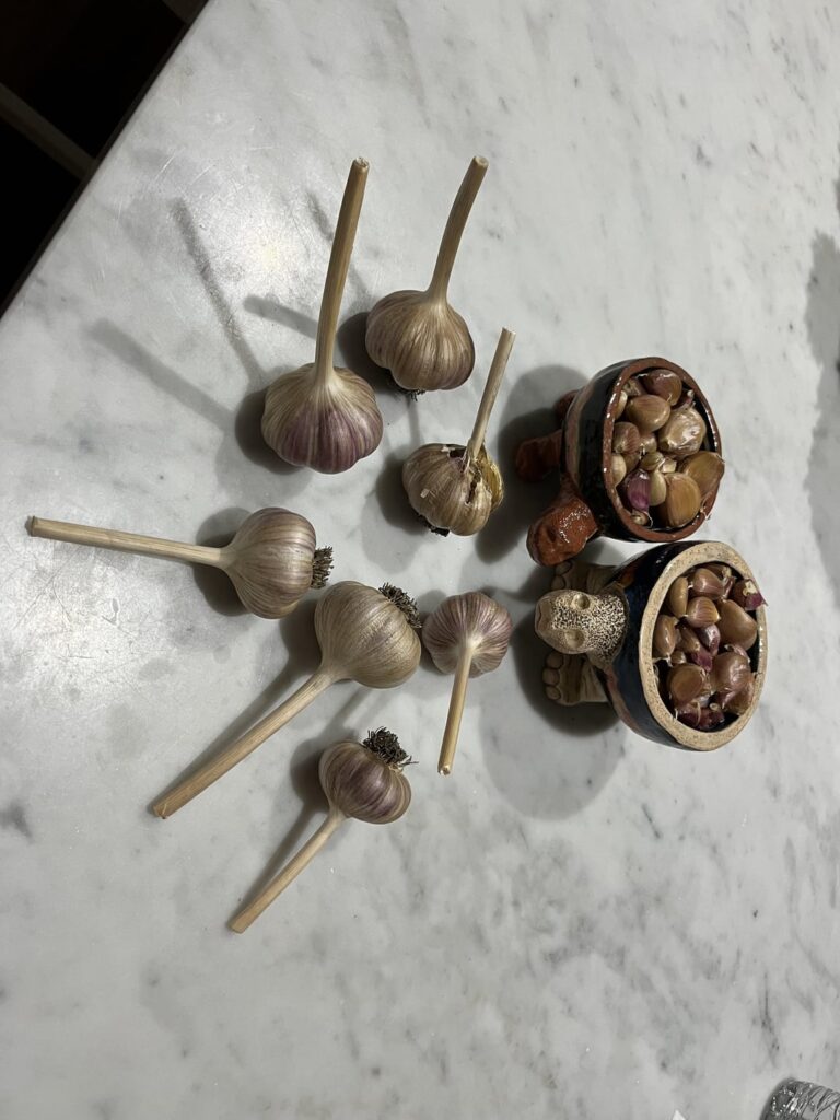 Ready to purée and dry my garlic into powder!