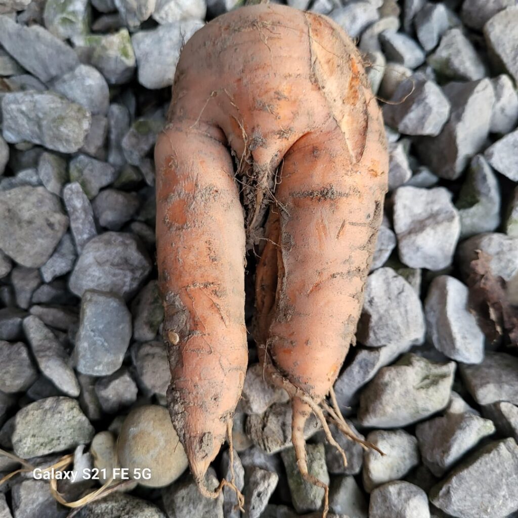 What's wrong with my carrot!?!?!?!?!