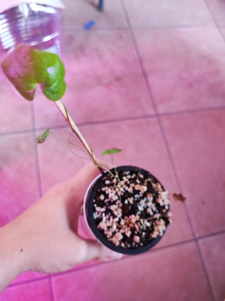 Dioscorea elephantipes Dioscorea elephantipes