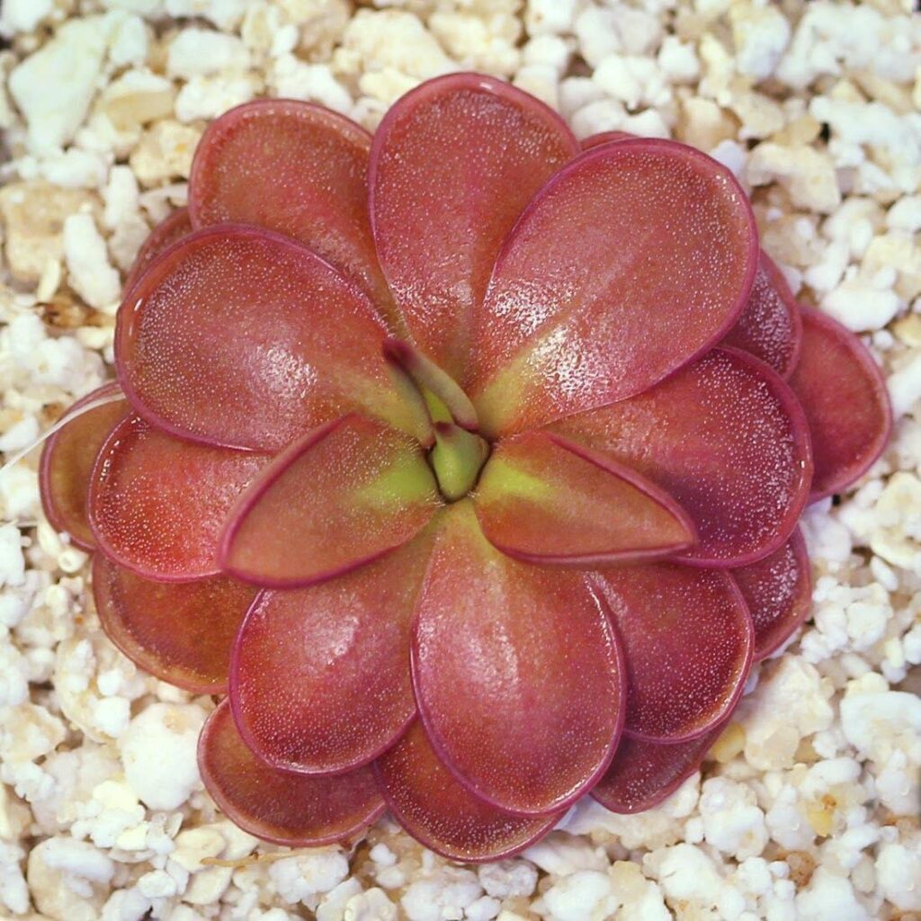 Pinguicula hemiepiphytica