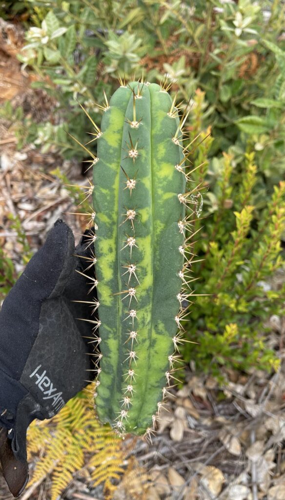 Gorgeous vari Huari landrace santaensis from chavin herbalist seed