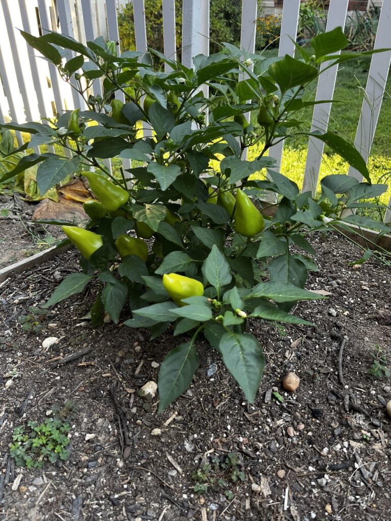 What’s your guess? What’s your guess?