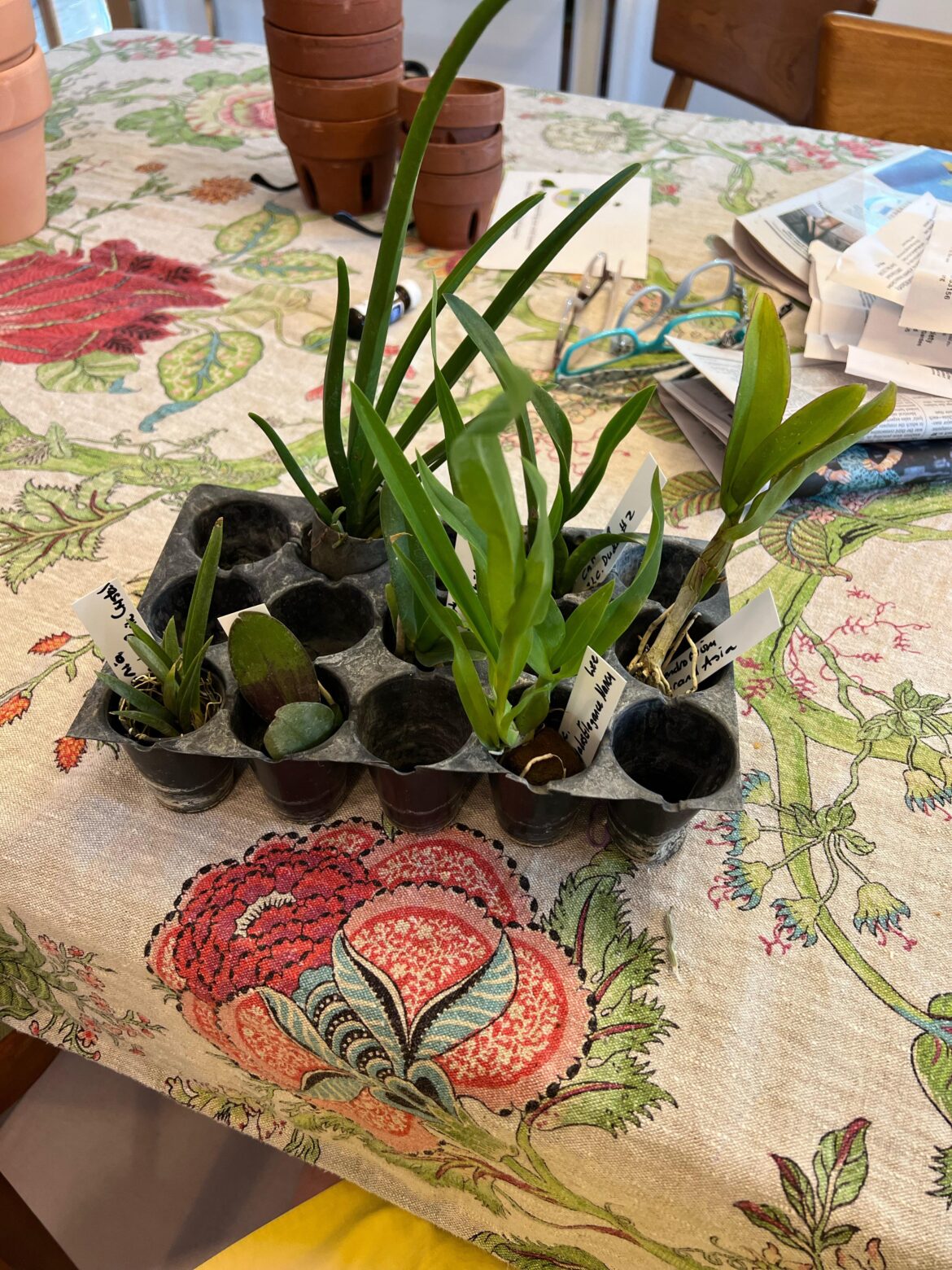 New tiny babies, where to I start?