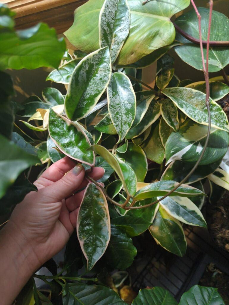 My super splashy queen