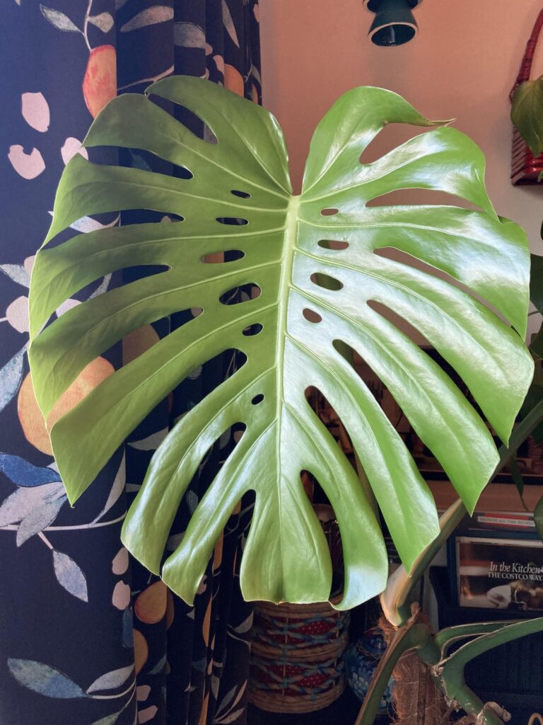 New leaf!