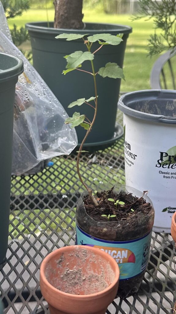 Tiny Yamadori Red Maple