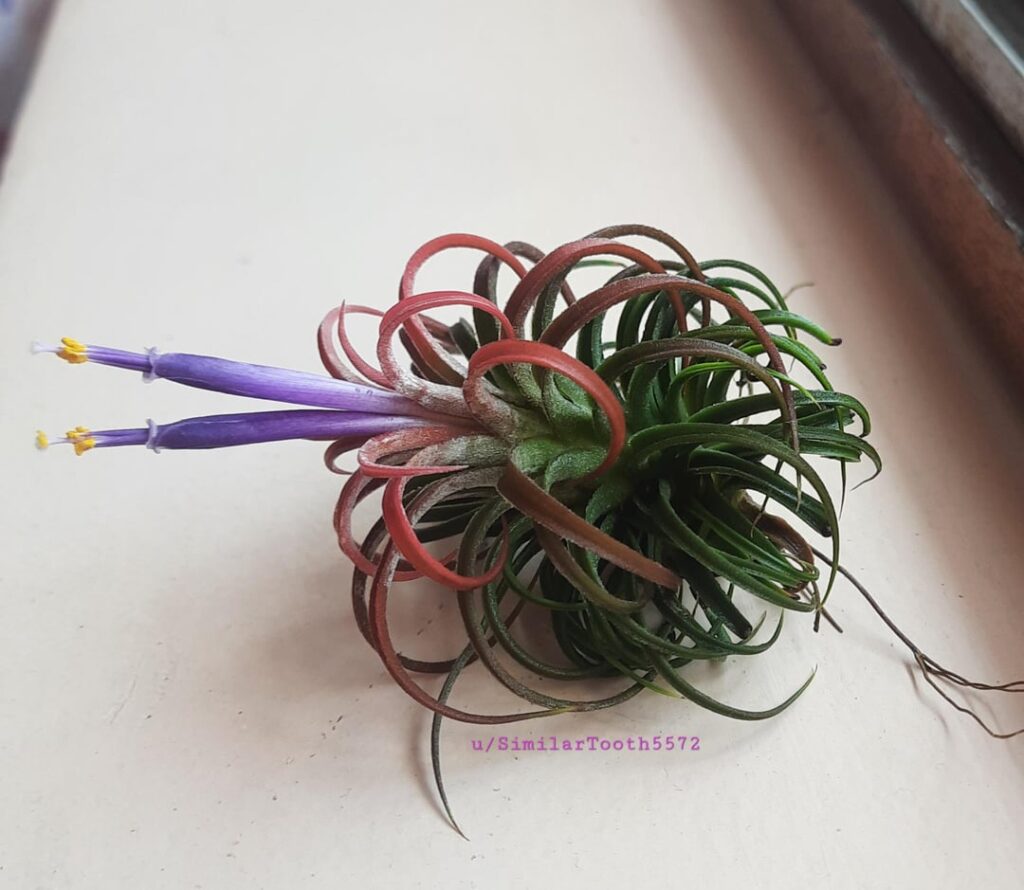 My first air plant bloom 🌸
