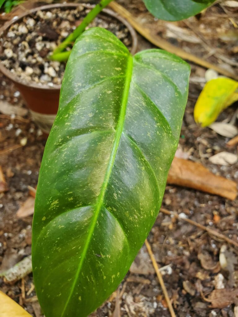 Noticed these spots on a recently chopped philodendron top cut- any ideas of the cause/ treatment?