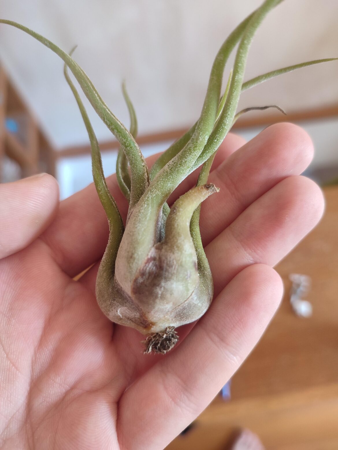 Brown spots that were hidden under the tag. Is it rot ? It's not squishy