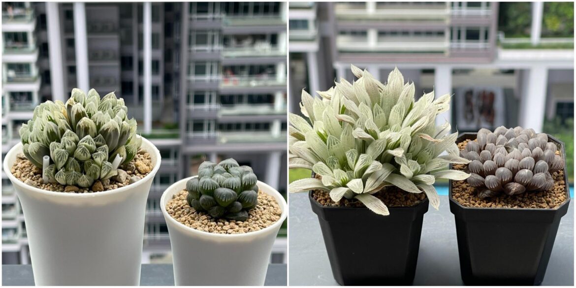 Haworthia copperi (2+ years apart)