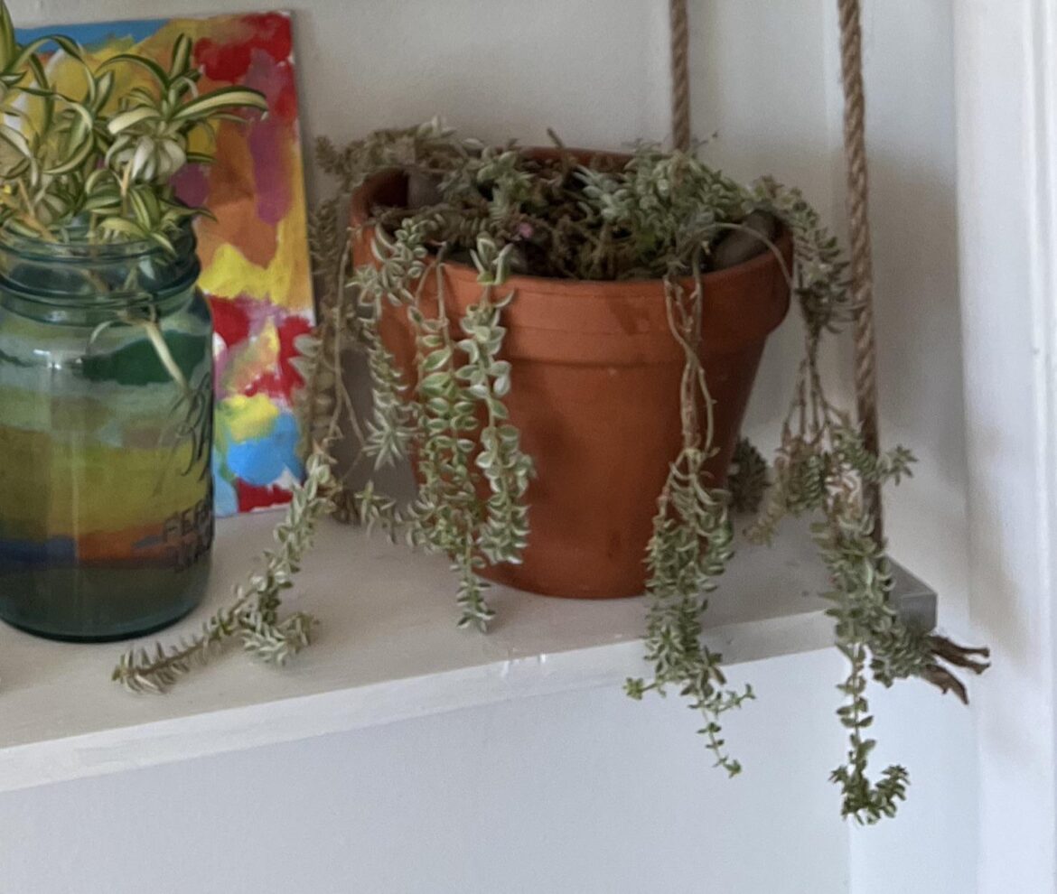 What is this & what does it need? It’s so sad :(