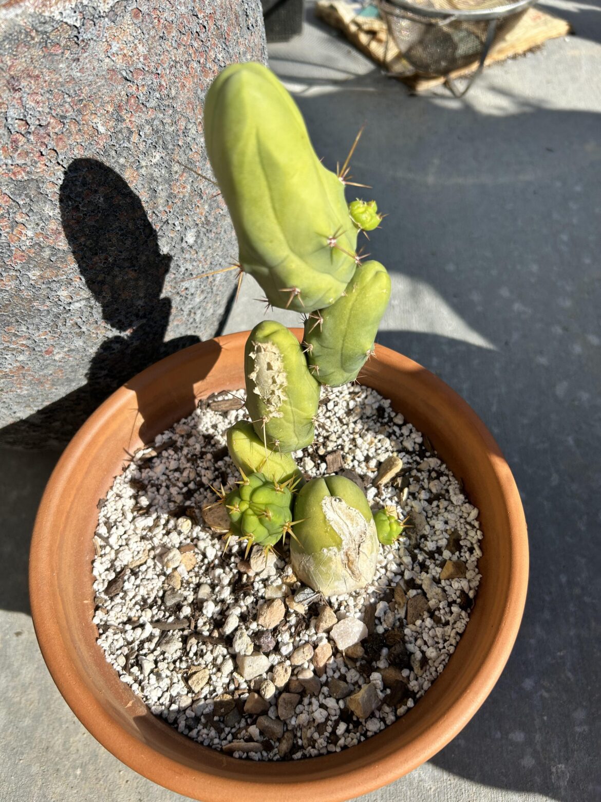 Pushin pups into September 🪬🌵