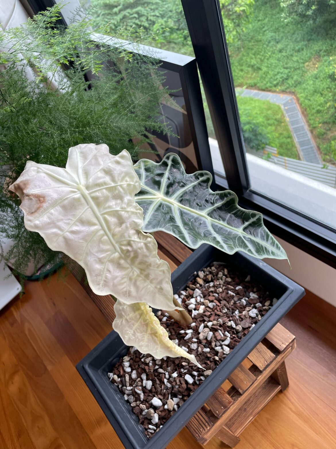 Why is my Alocasia producing only white leaves?