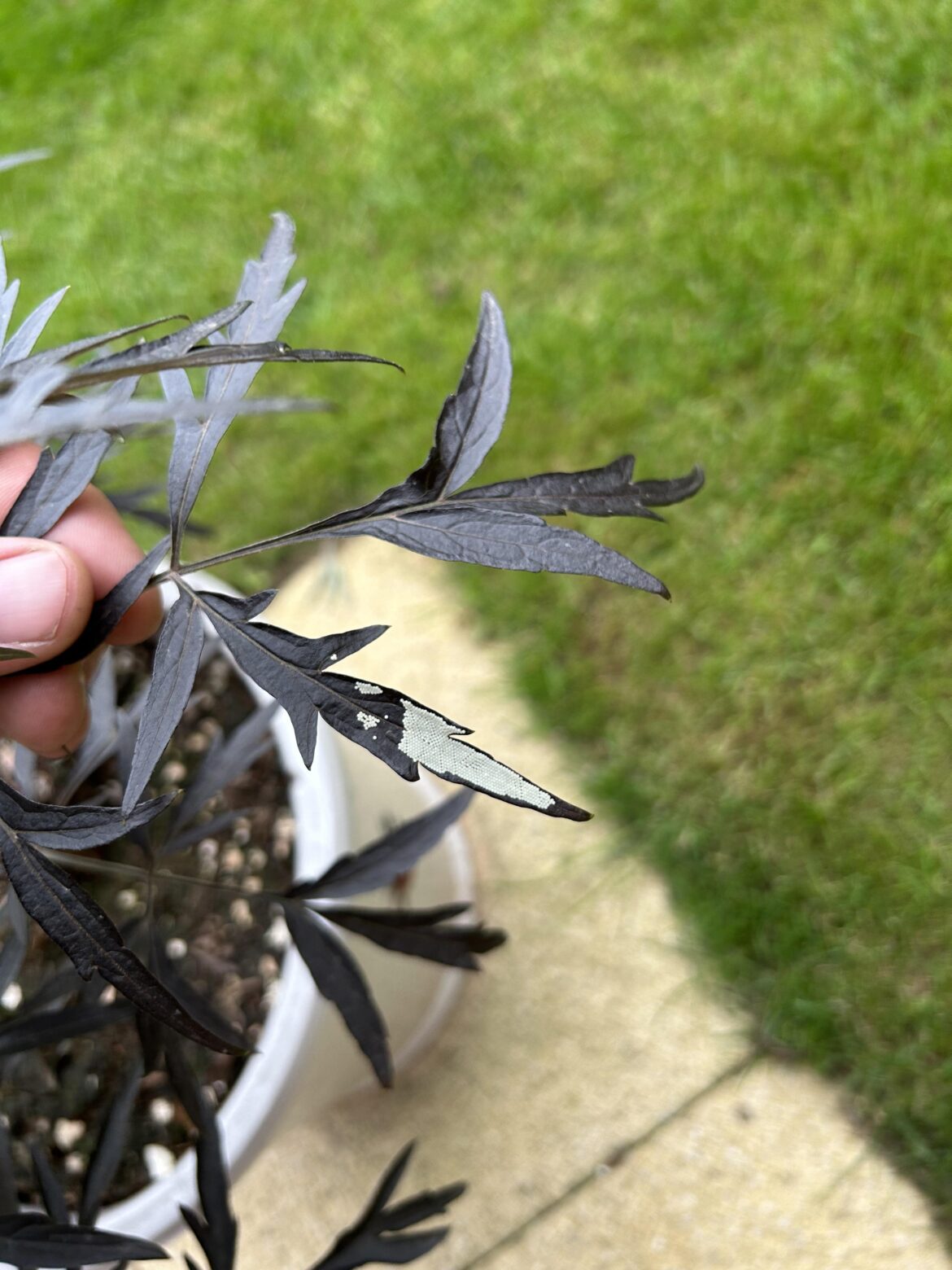 What’s growing on my Sambucus?