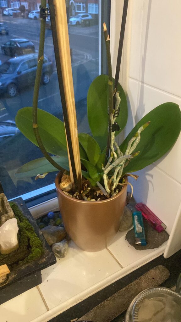 What are those things growing up on my Orchid What are those things growing up on my Orchid