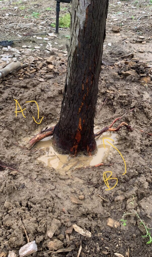 Root flare excavation