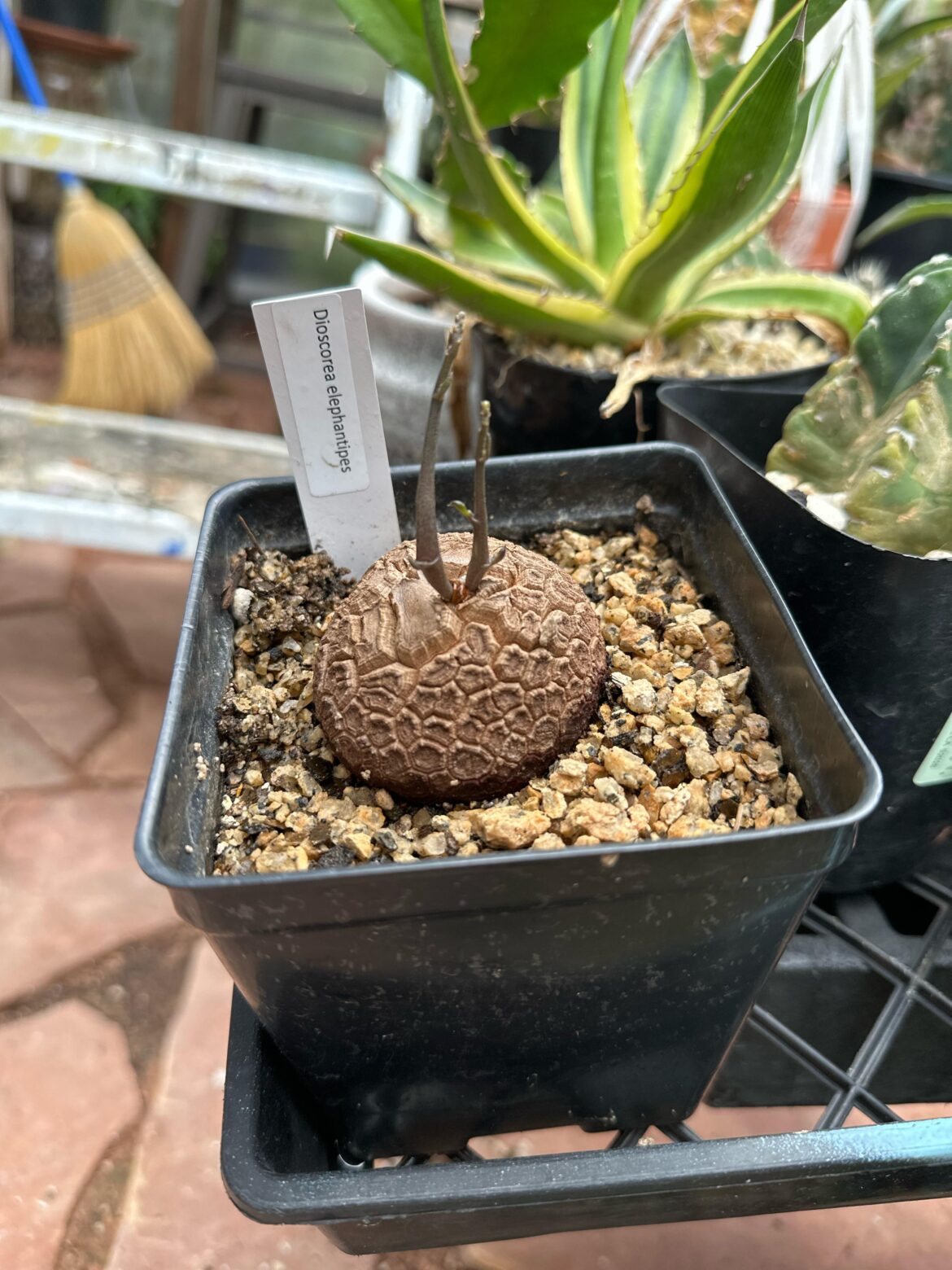 Dioscorea elephantipes