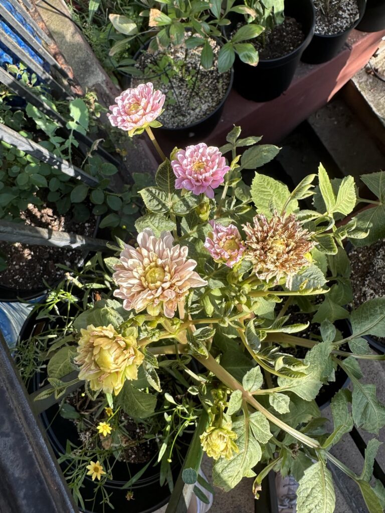 Dahlias not fully opening Dahlias not fully opening