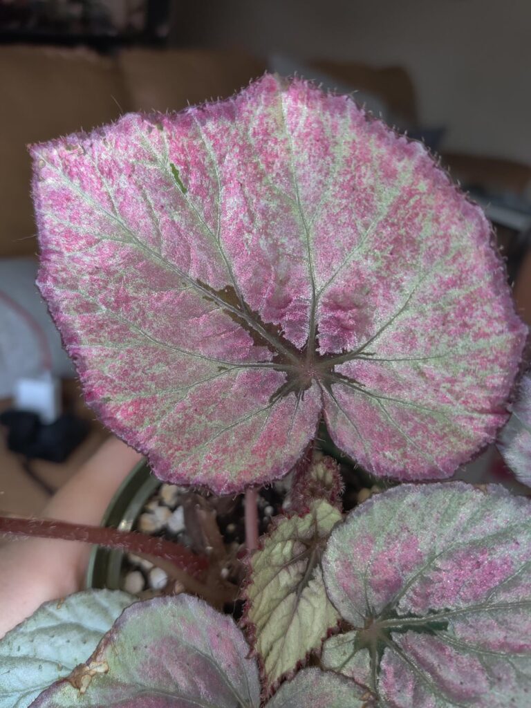 This beautiful leaf 💖