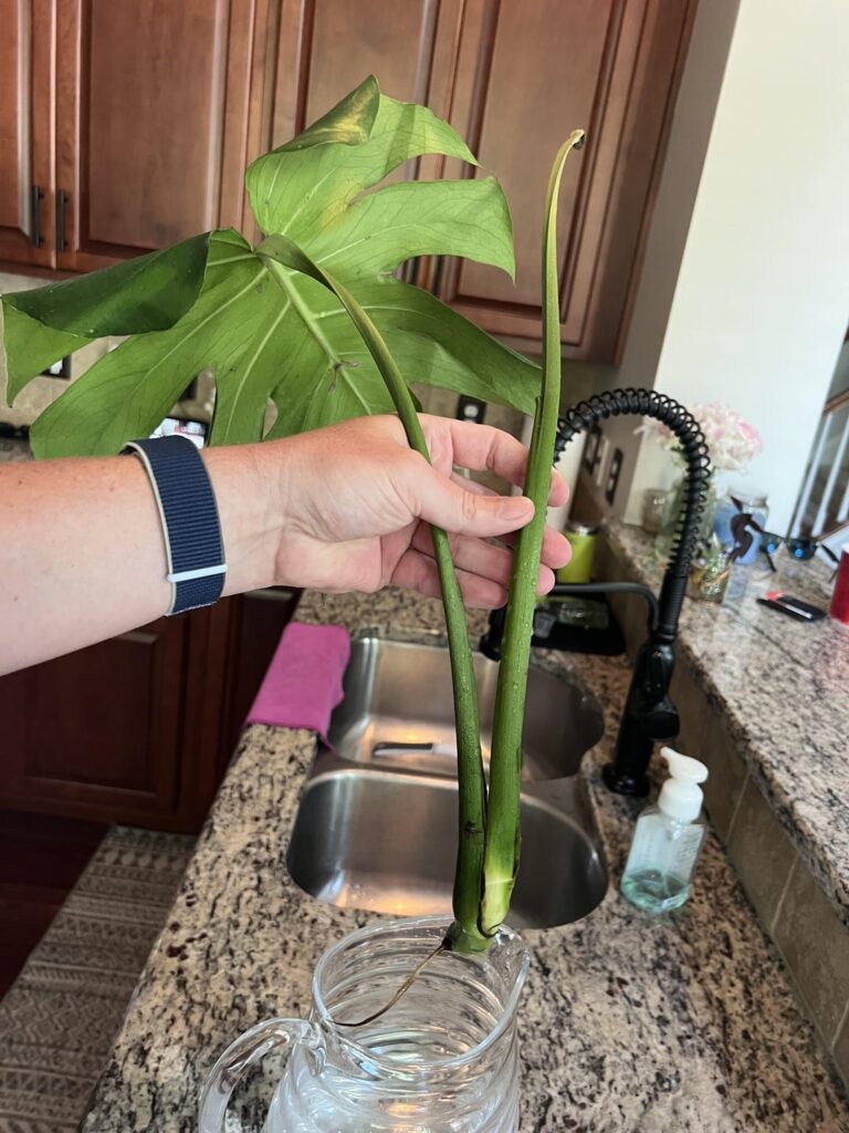 What should I cut off of this?