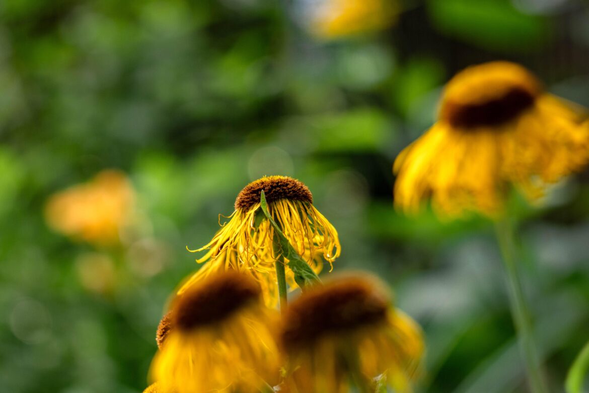 Inula racemosa [OC]