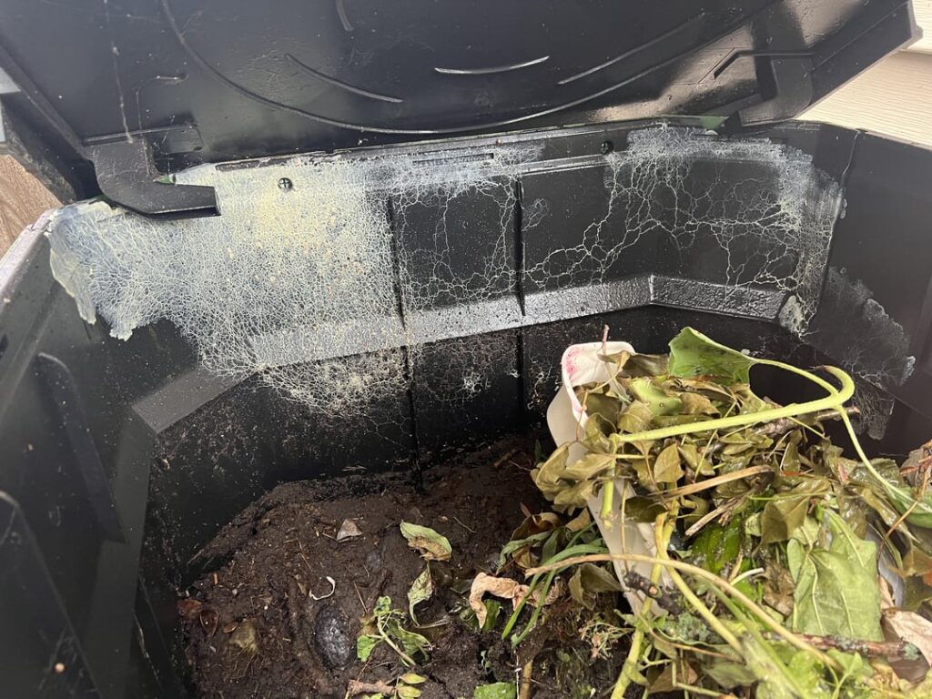 What is this? Fungus? Bacteria?