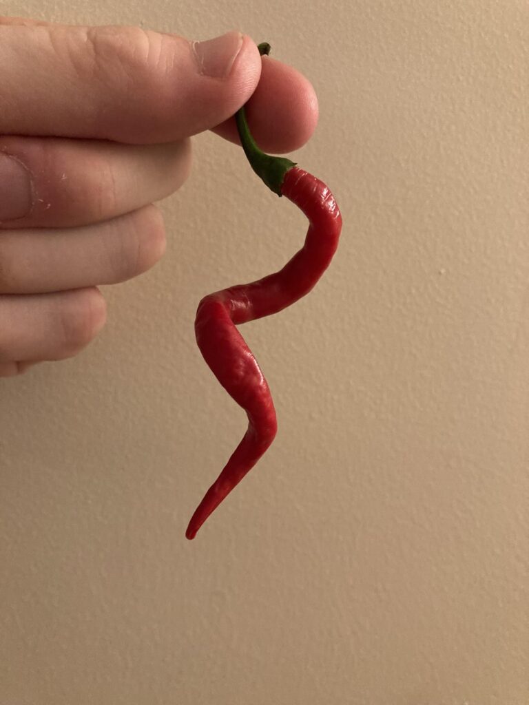 My most aesthetically pleasing pepper (cayenne)