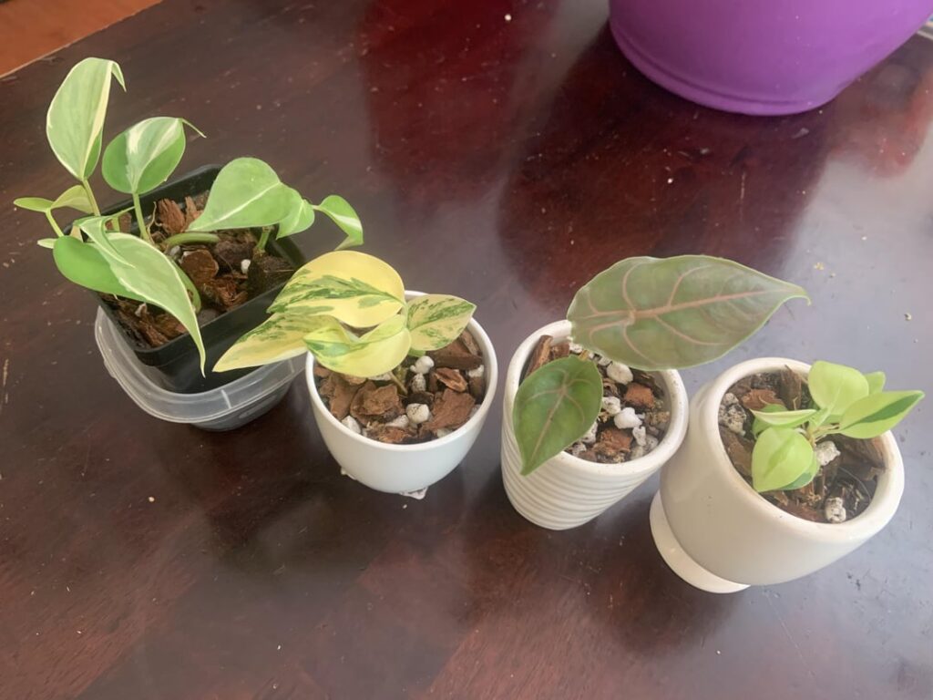 Finally potted up a few babes from on of my prop boxes