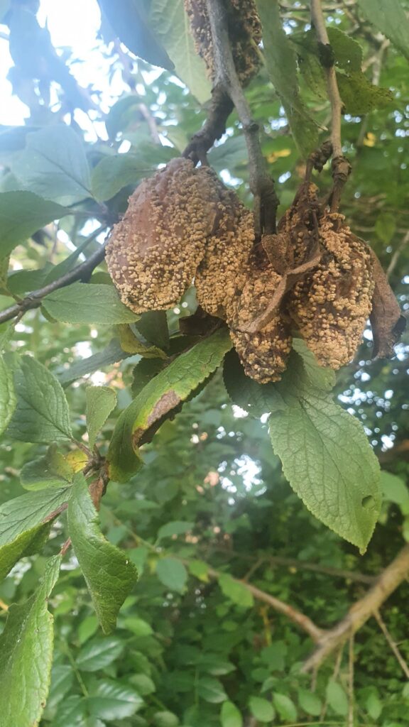 What happened to my plums? Manchester UK