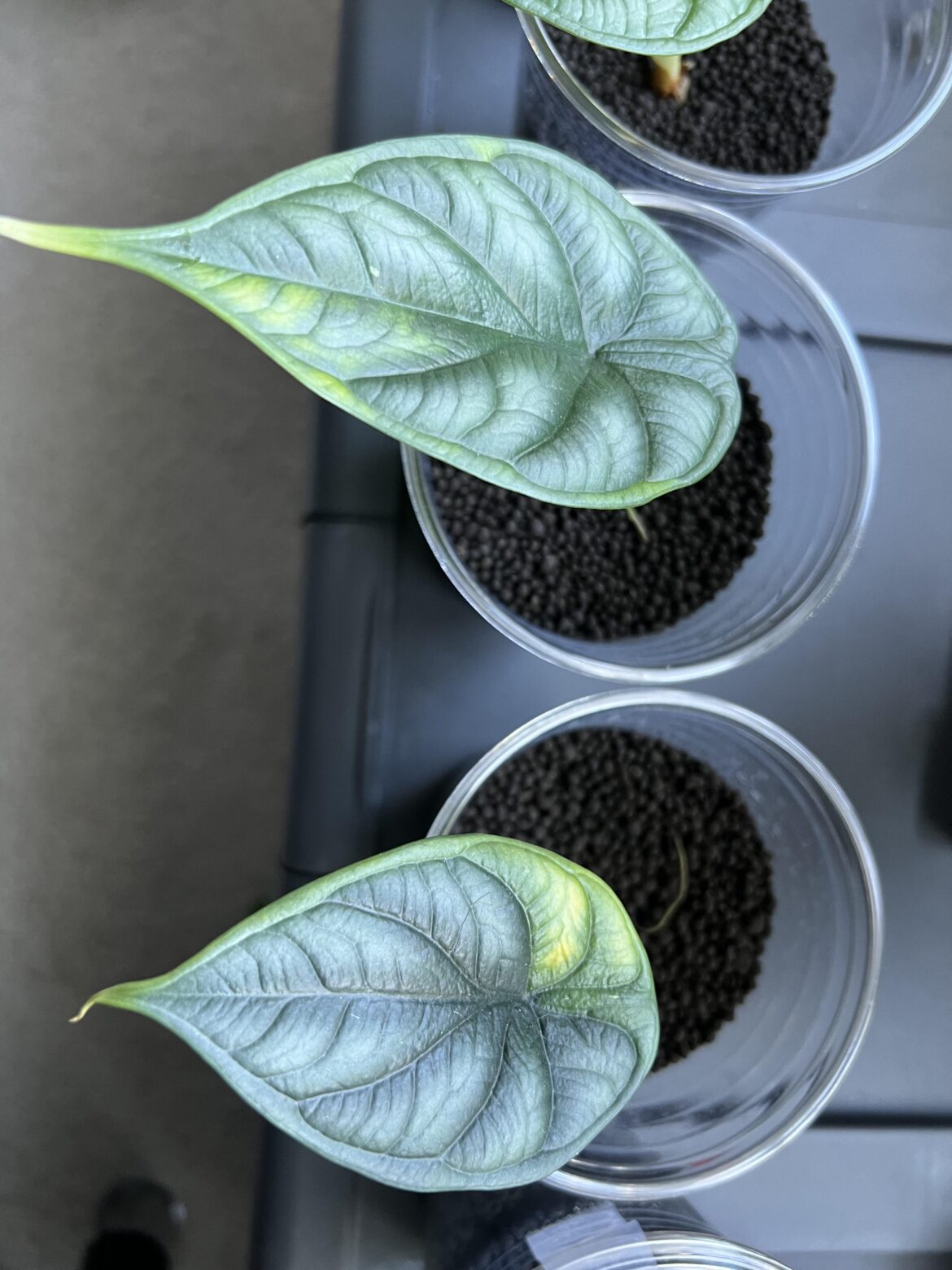 Is there something wrong with my dragon baby?