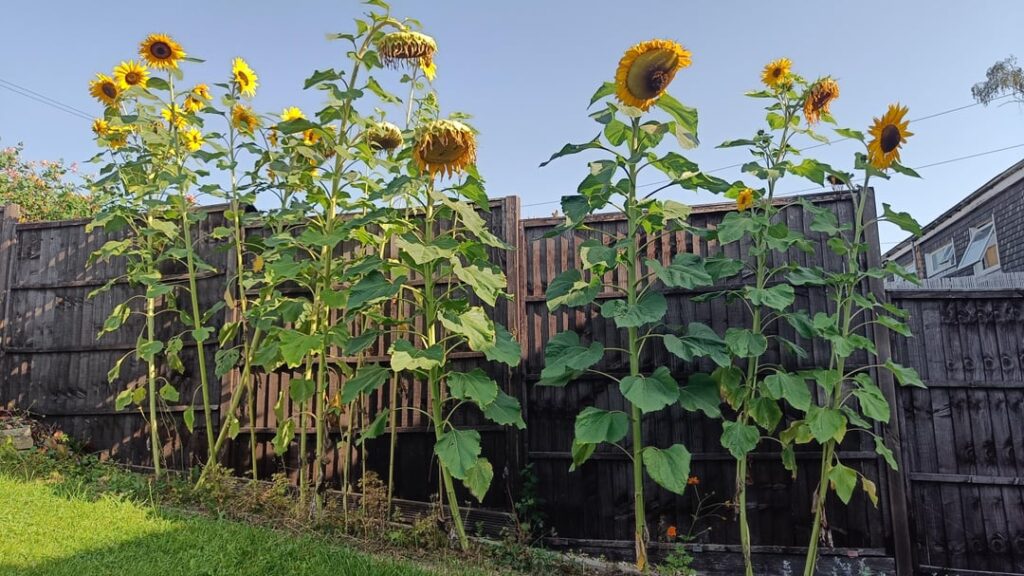 Just showing off my sunflowers Just showing off my sunflowers