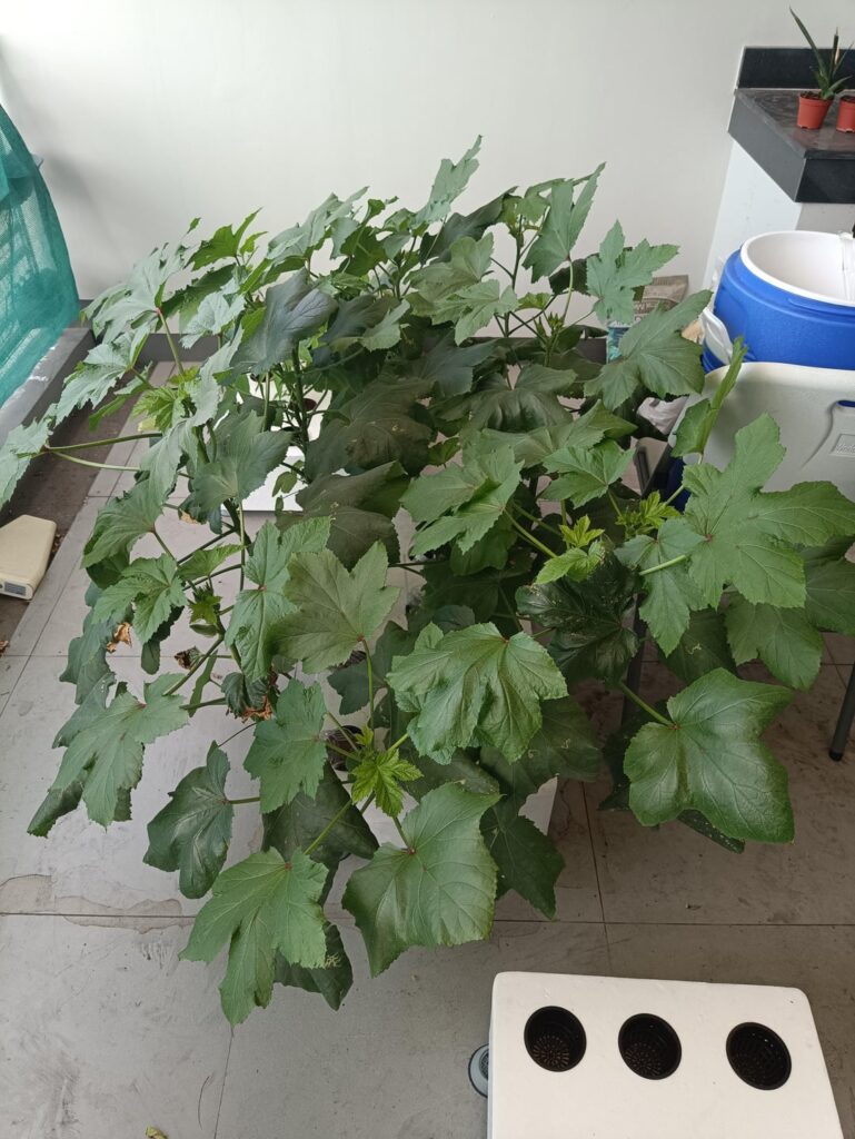 How long do you keep your plants?