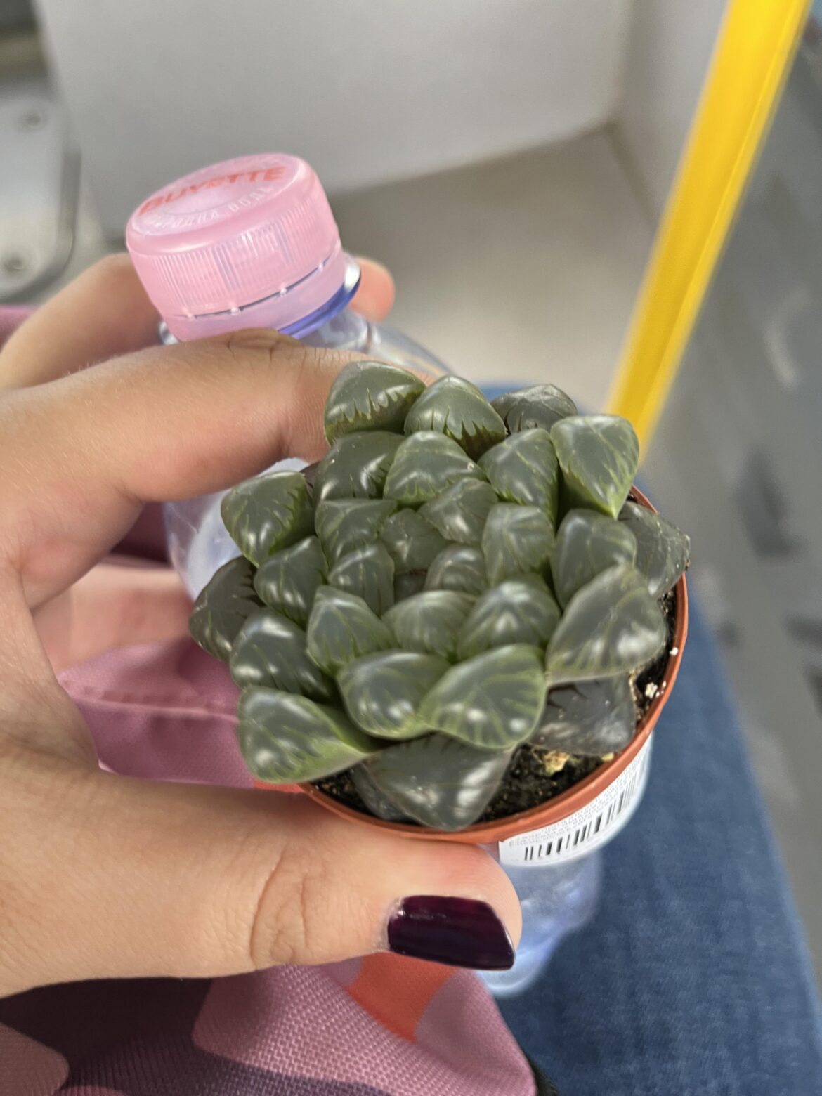 Haworthia cooperi ID