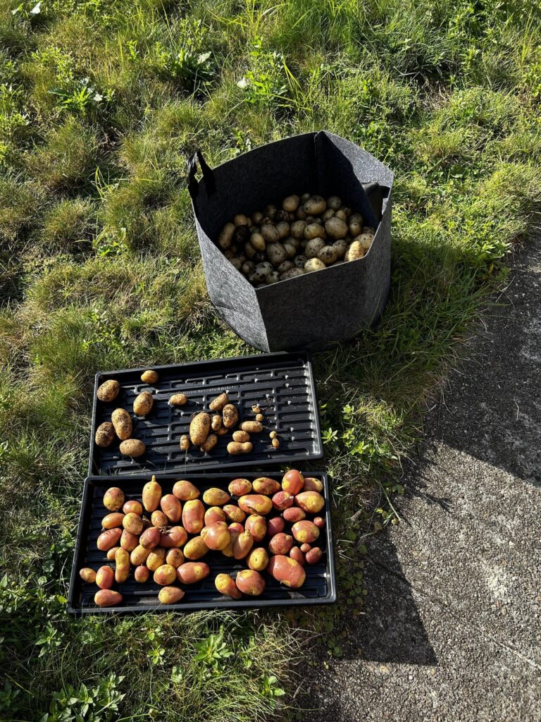 First time growing potatoes and what a great success it was!