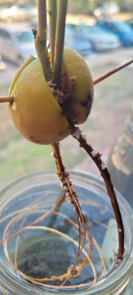 What is The Puffy White Stuff on my Avacado Seed Roots? What is The Puffy White Stuff on my Avacado Seed Roots?