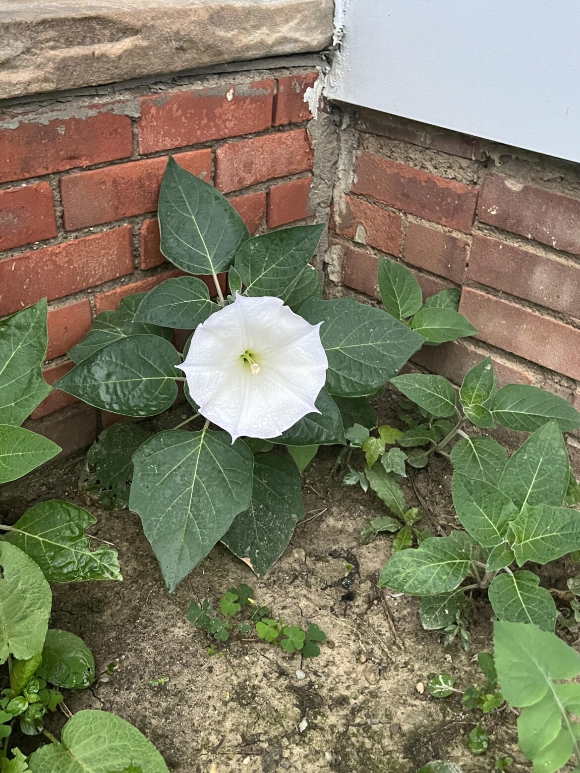 Datura?