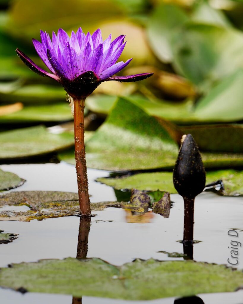 Cape Blue Waterlily (Nymphaea capensis var. zanzibariensis) [oc]