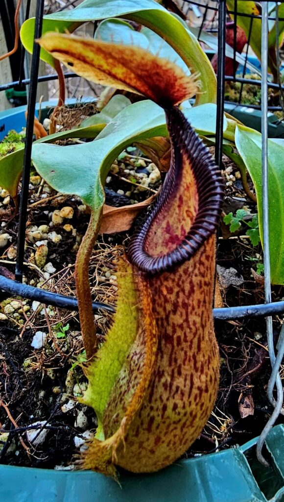 Today's watering day nep pics