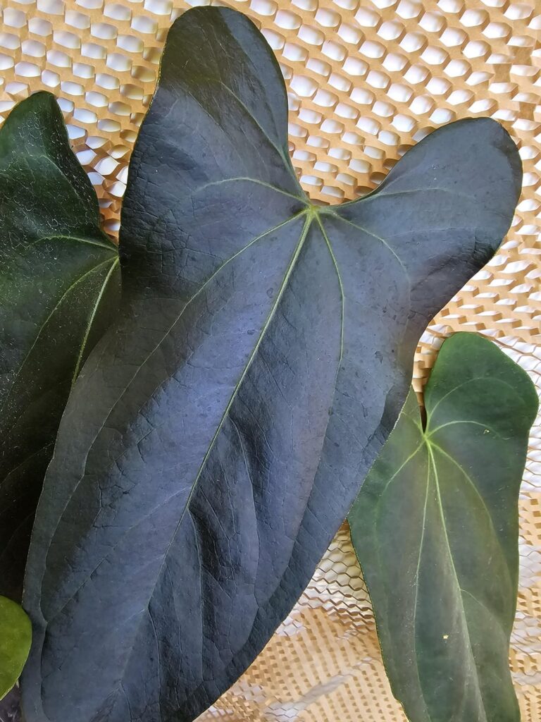 Just wanna drop some fabulous sub-velvet glam here for y'all! 🤩