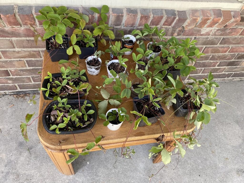 Excited that I’ve been able to start sharing some plants this year