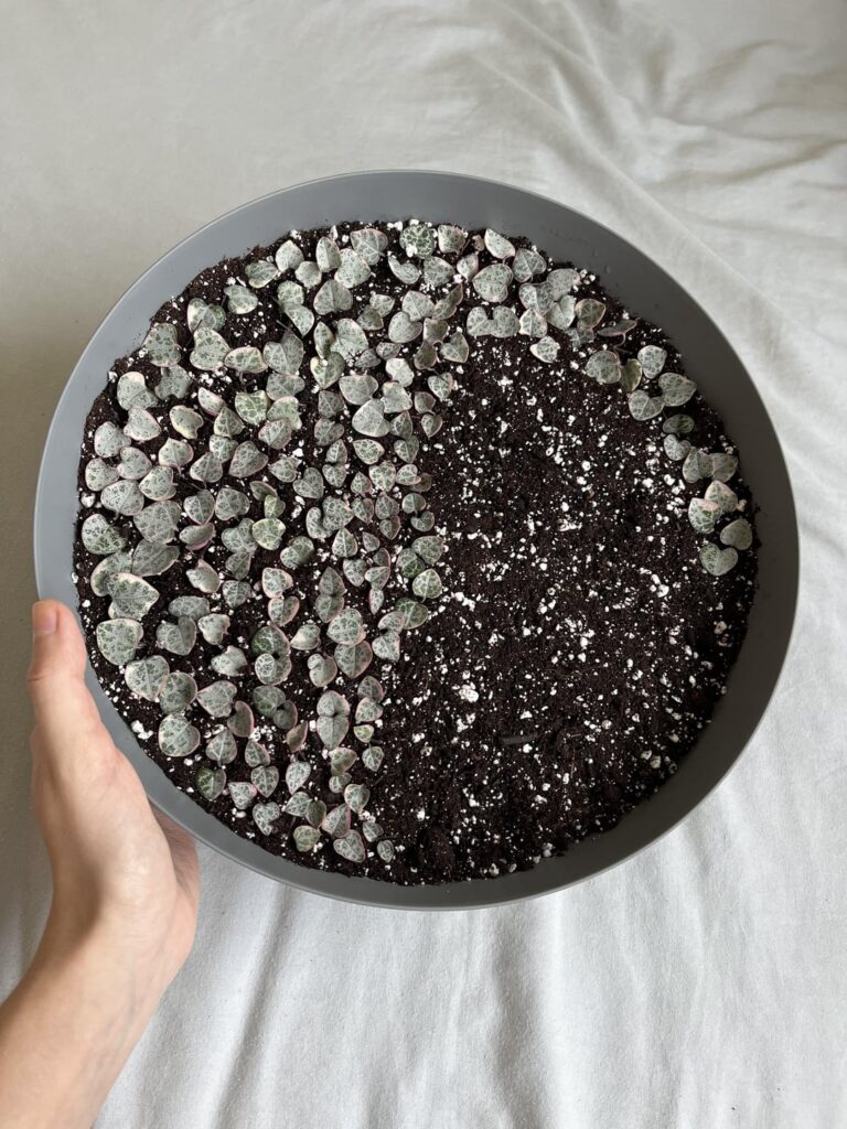 Has anyone tried propping in soil?