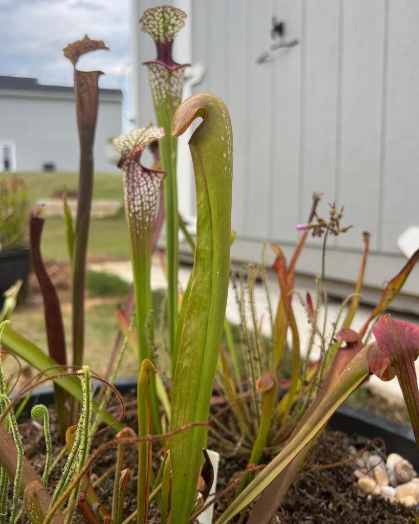 Sarracenia minor var. okefenokeensis