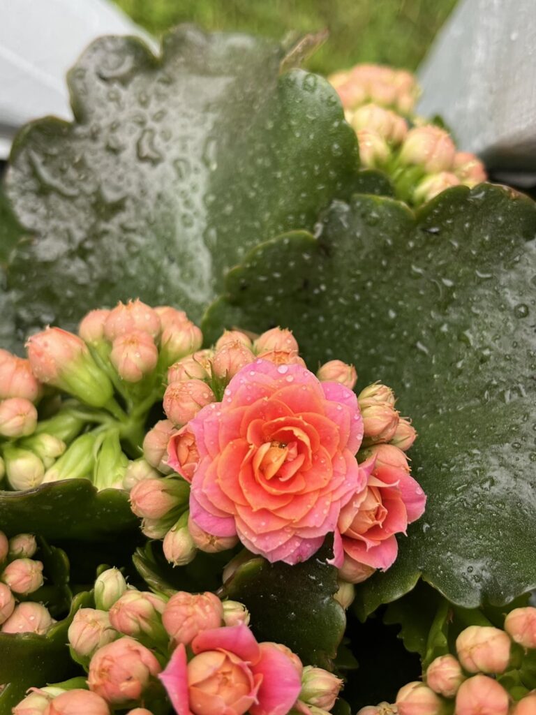 I’ve got a soft spot for kalanchoes :)