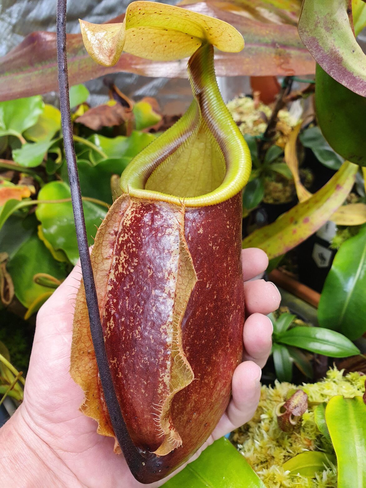 N. suki putting on some size.