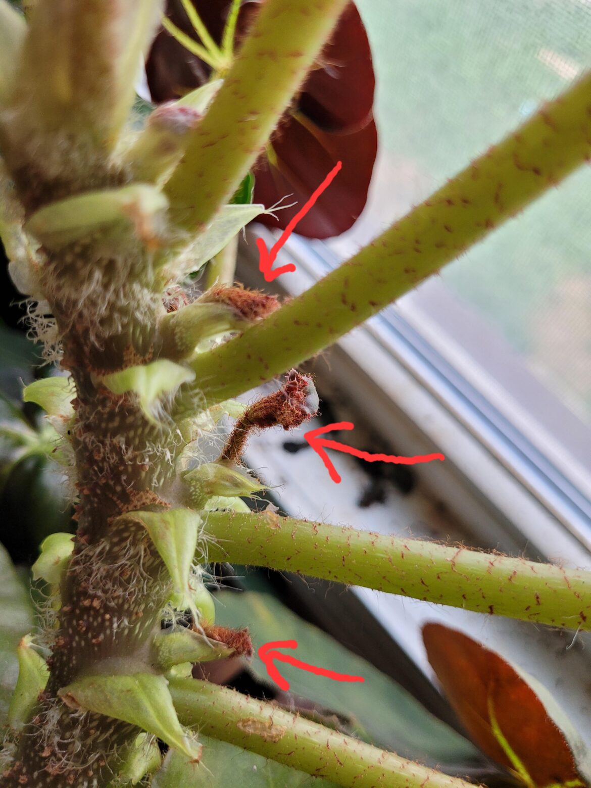 What are these between the leaf stems? New leaves? Flowers starting?