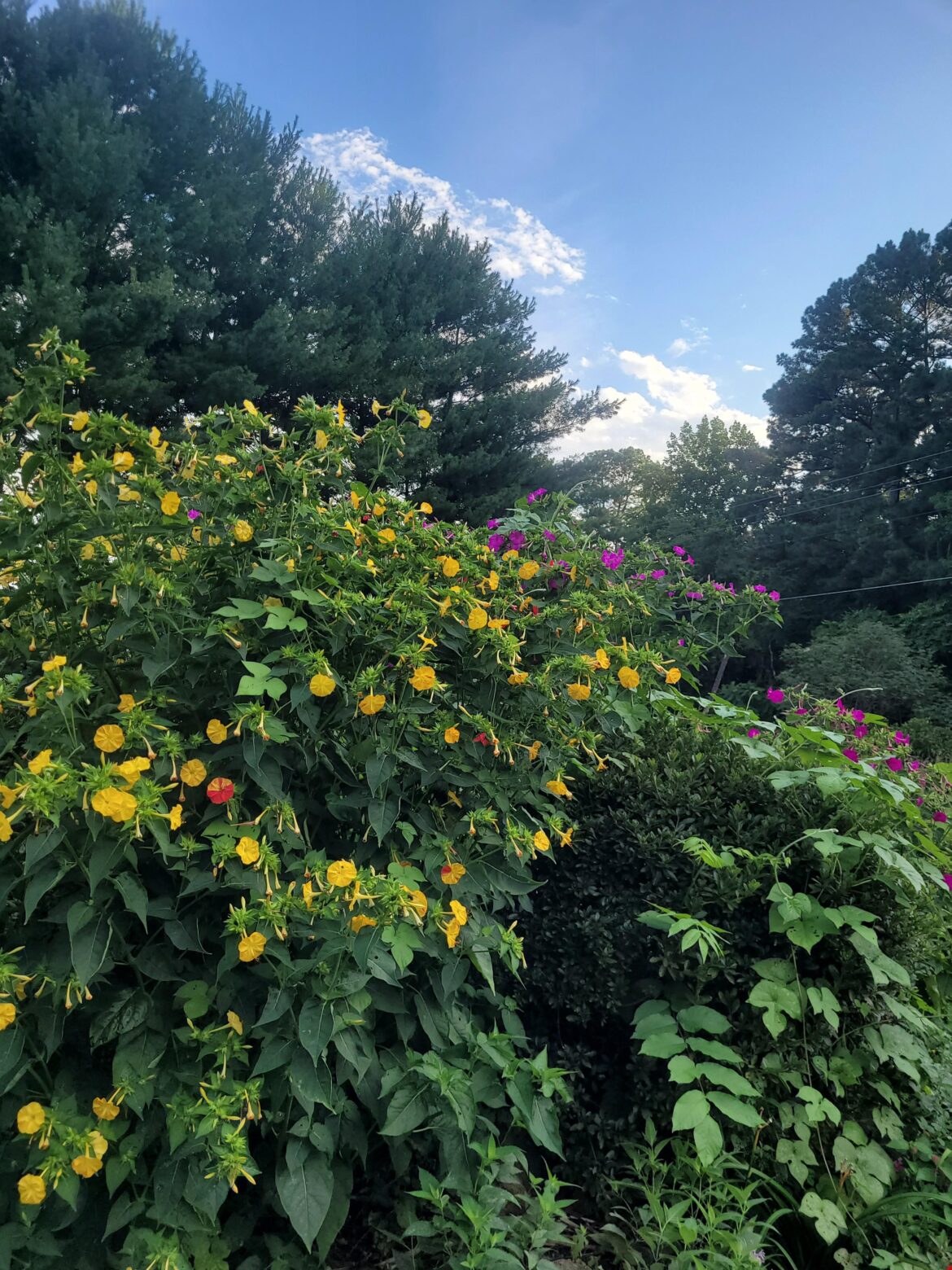 [OC] A shot of one of the gardens where the 4 o'clocks grow. Stood upright they're at least 9ft tall.