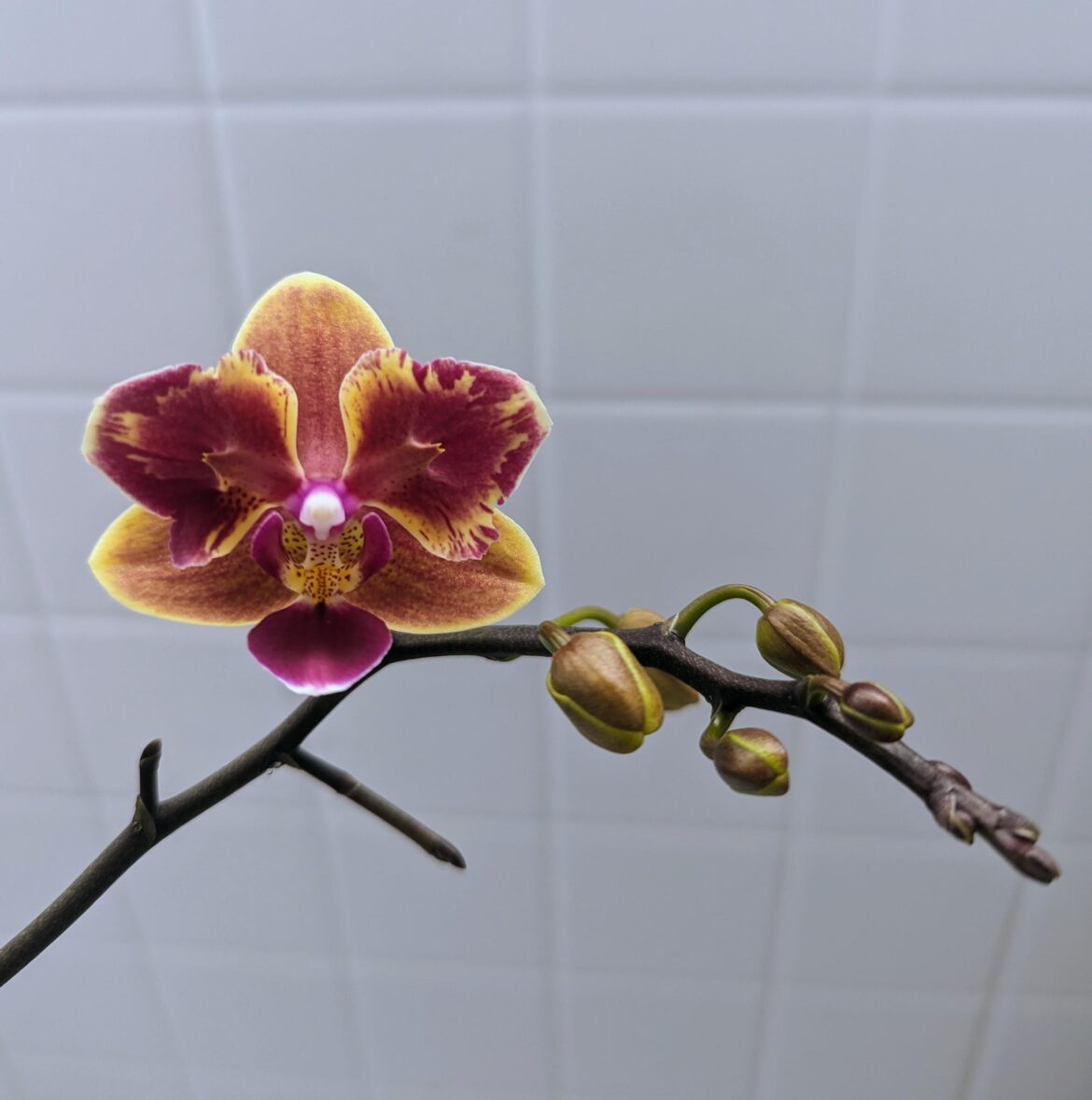 My newest pretty baby!